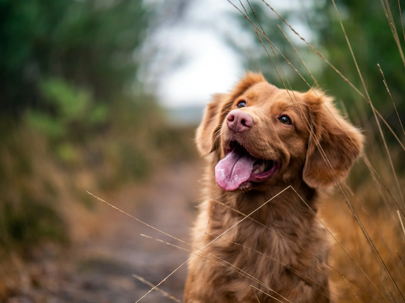 Dog companion representing pet families in Bengaluru