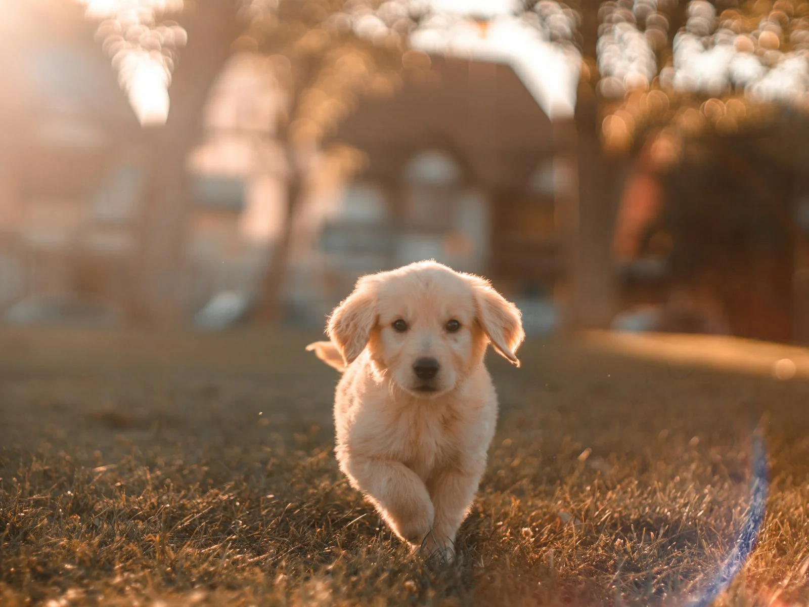 Dog companion representing pet families in Berhampur