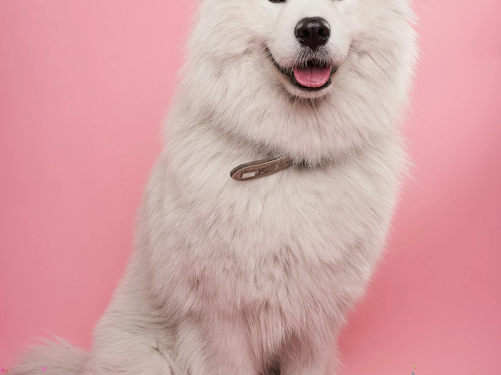 Dog companion representing pet families in Chandigarh