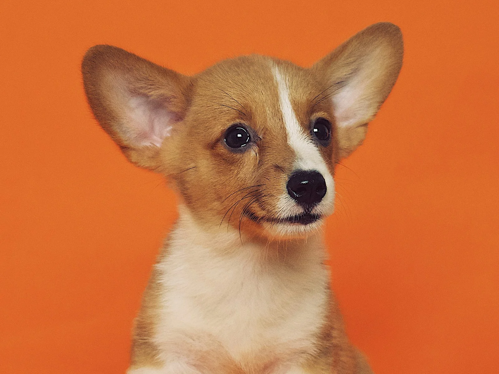 Dog companion representing pet families in Ghaziabad