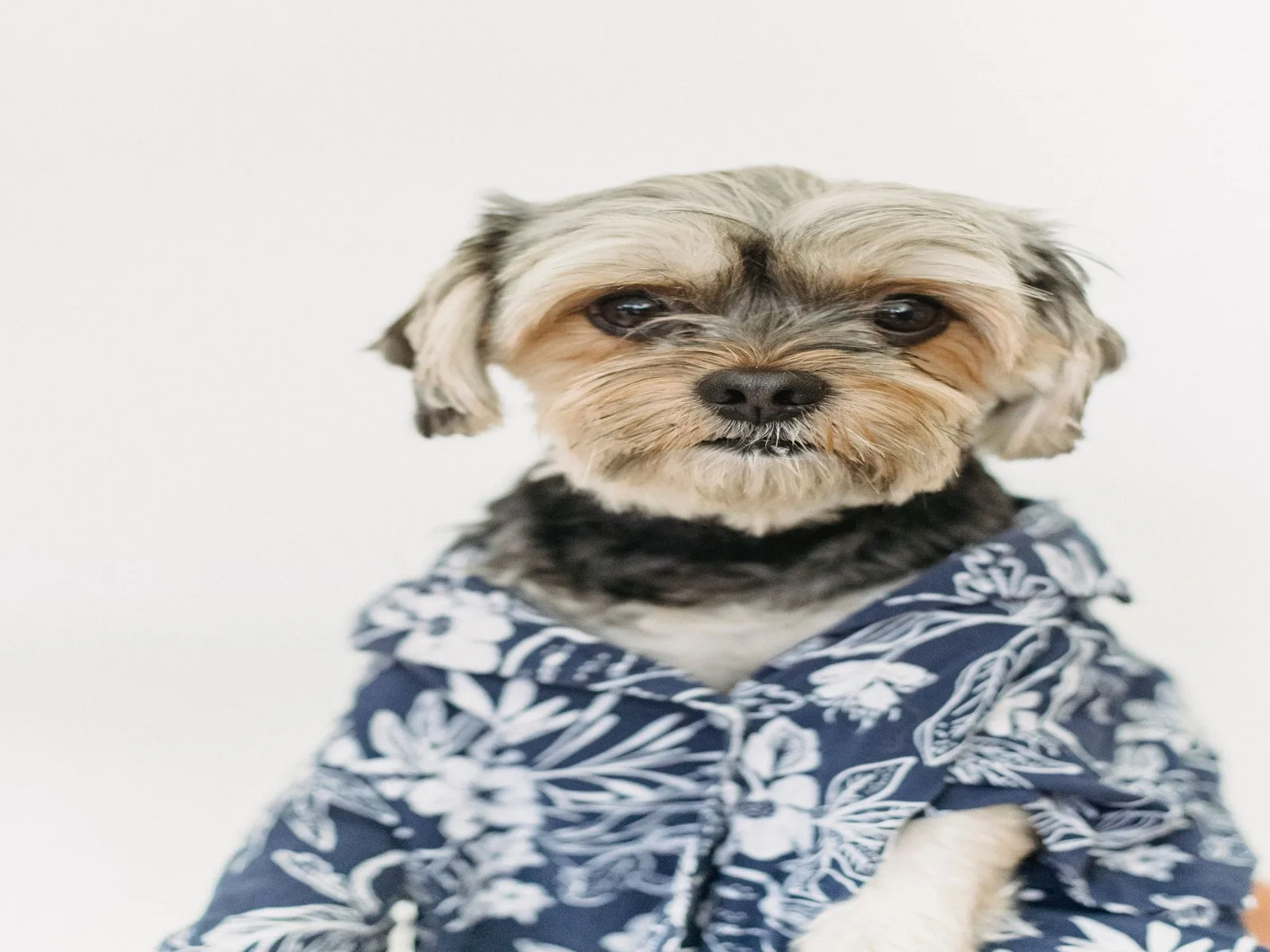 Dog companion representing pet families in Hubballi