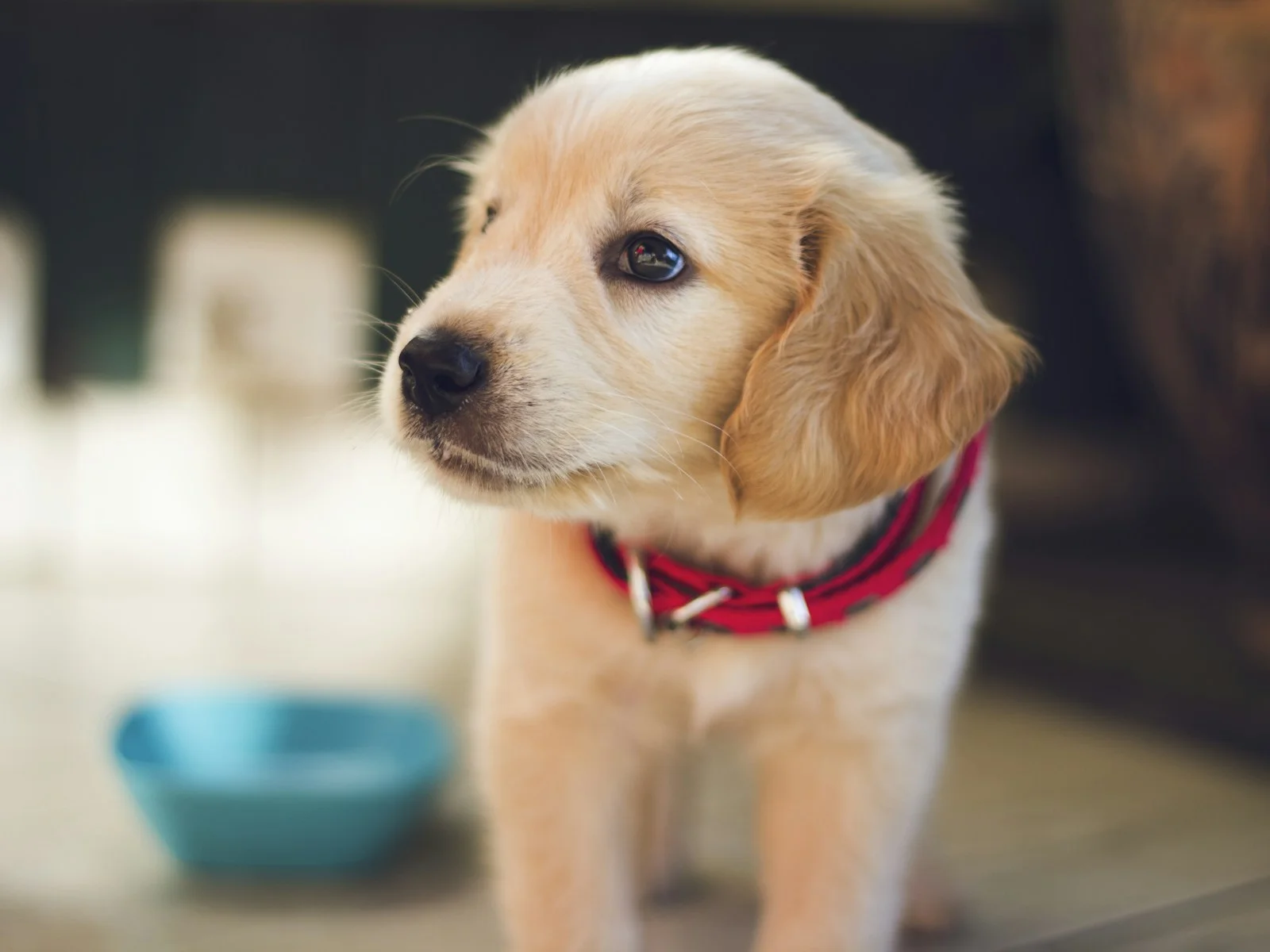 Dog companion representing pet families in Hyderabad