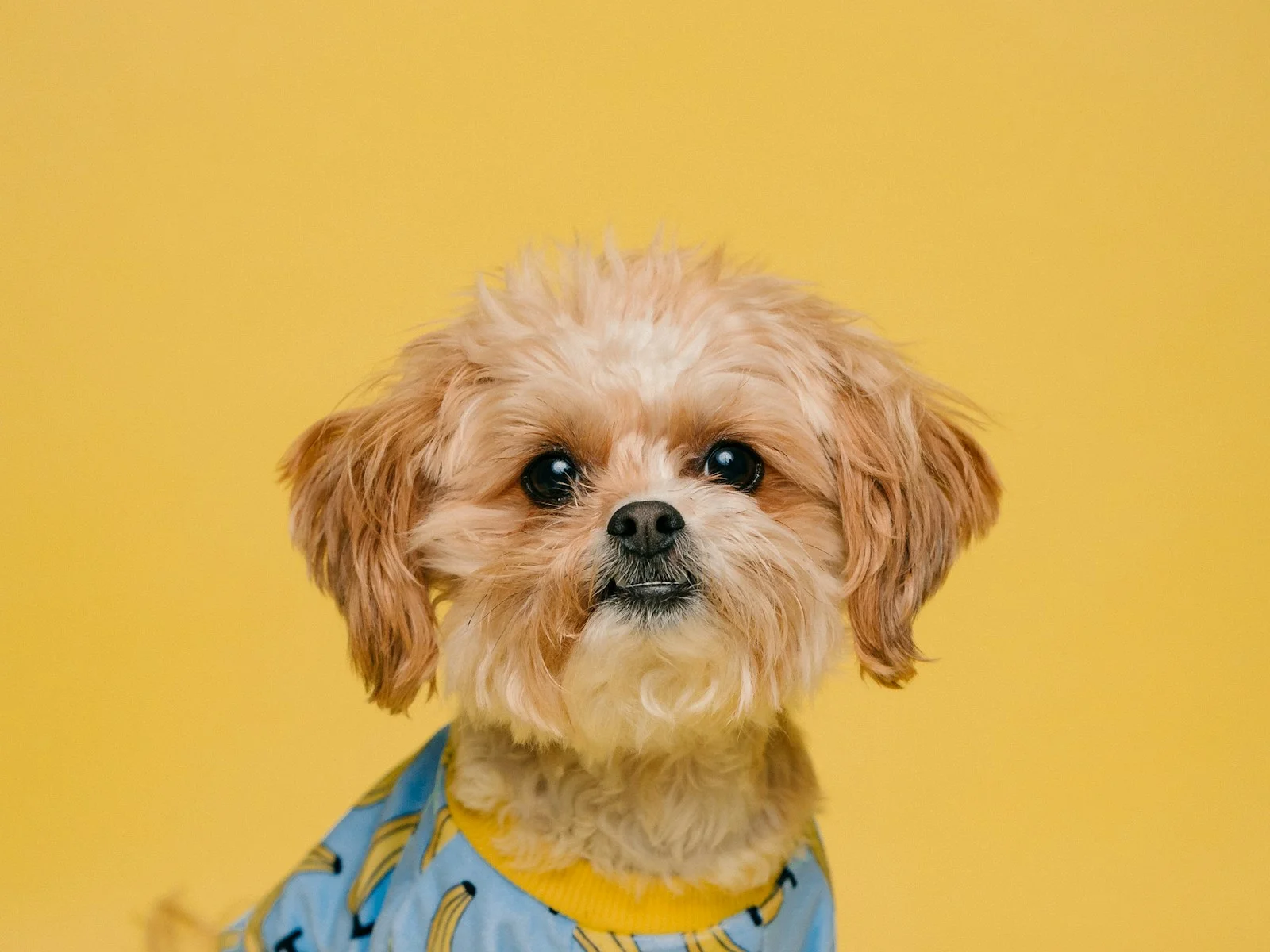 Dog companion representing pet families in Indore