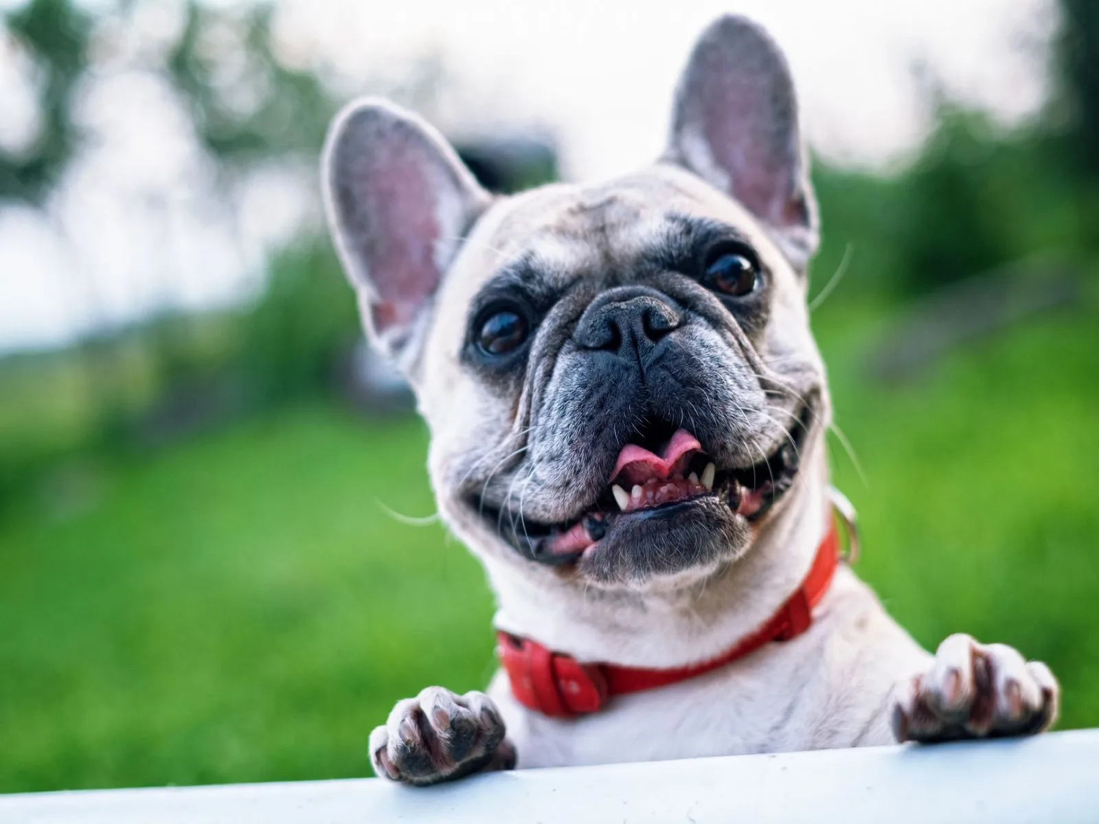 Dog companion representing pet families in Jamnagar