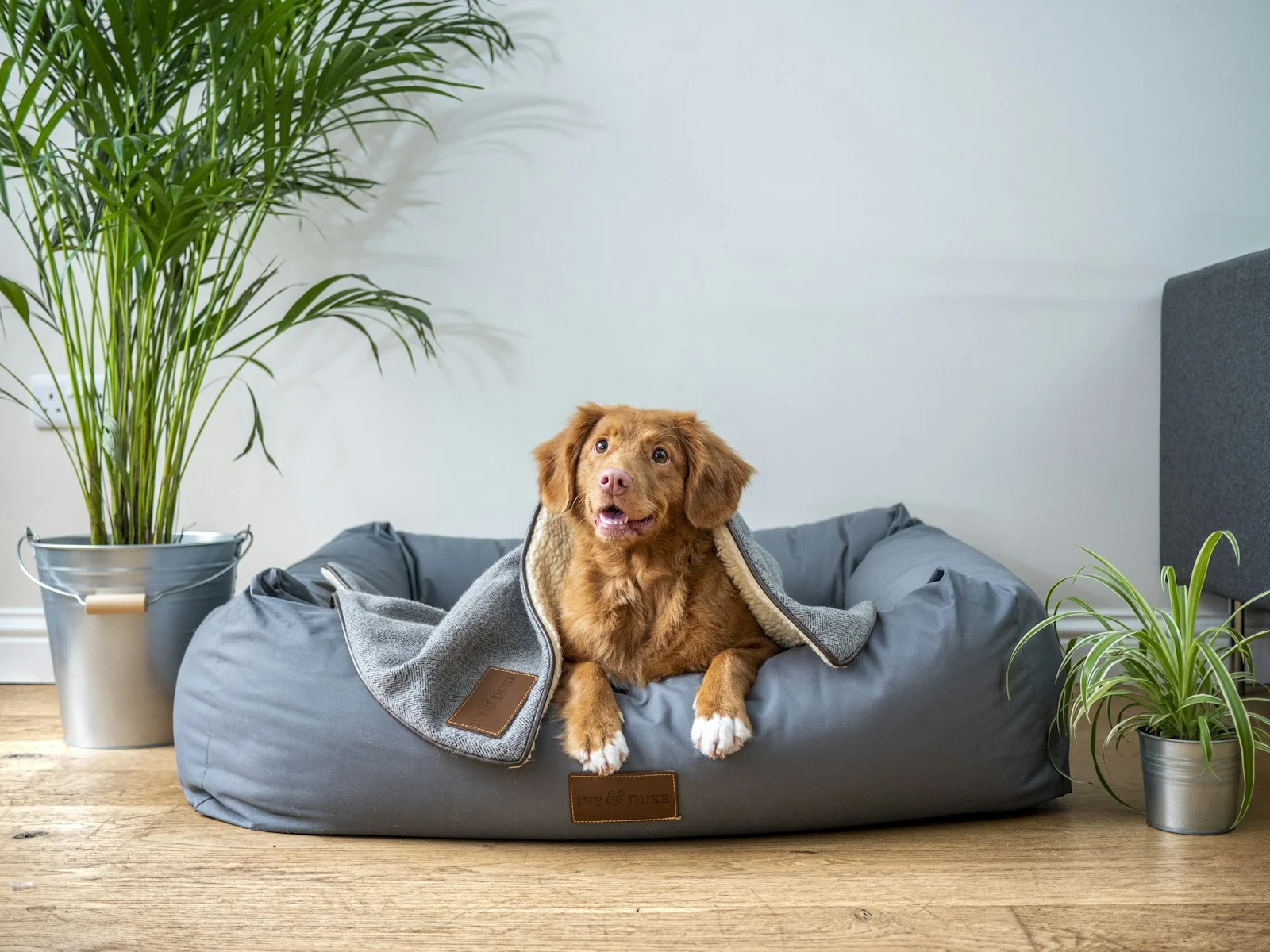 Dog companion representing pet families in Jharsuguda