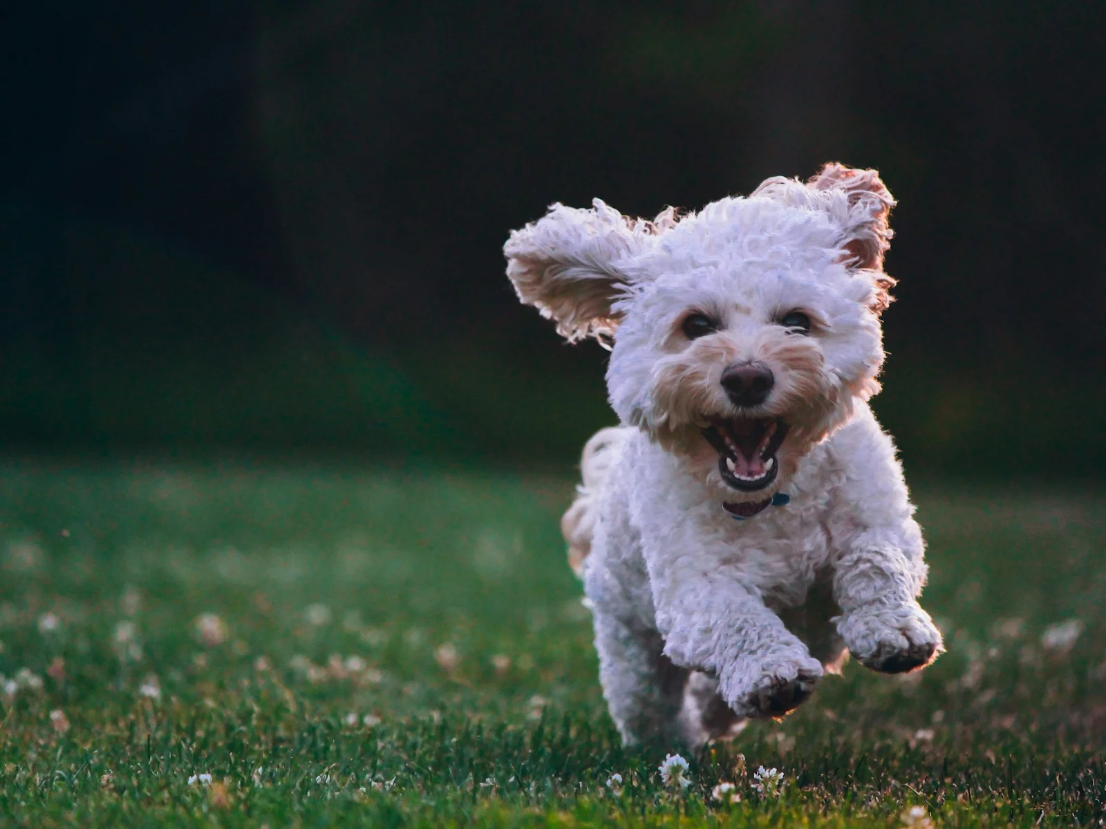 Dog companion representing pet families in Kashipur