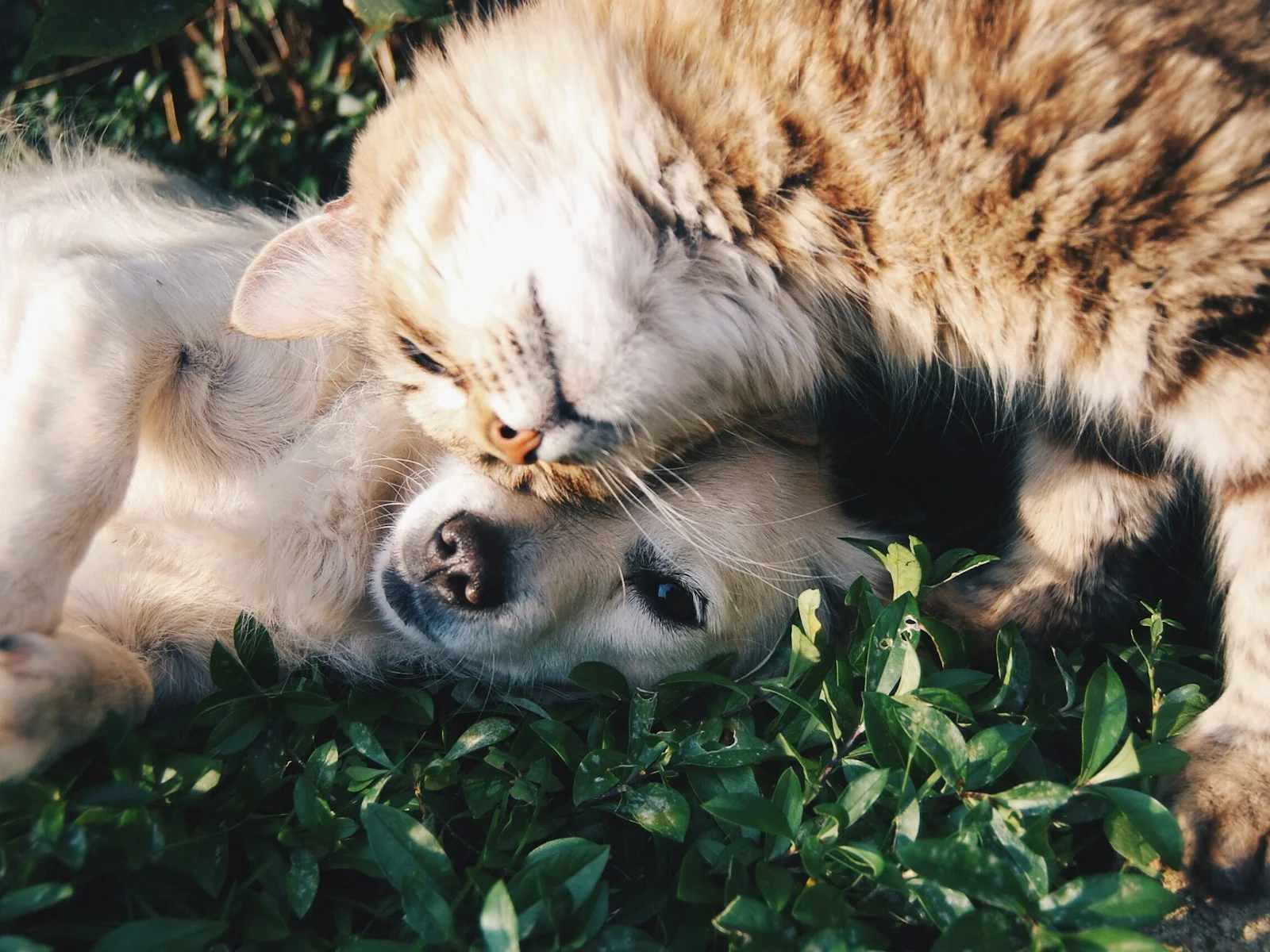 Dog companion representing pet families in Kolhapur