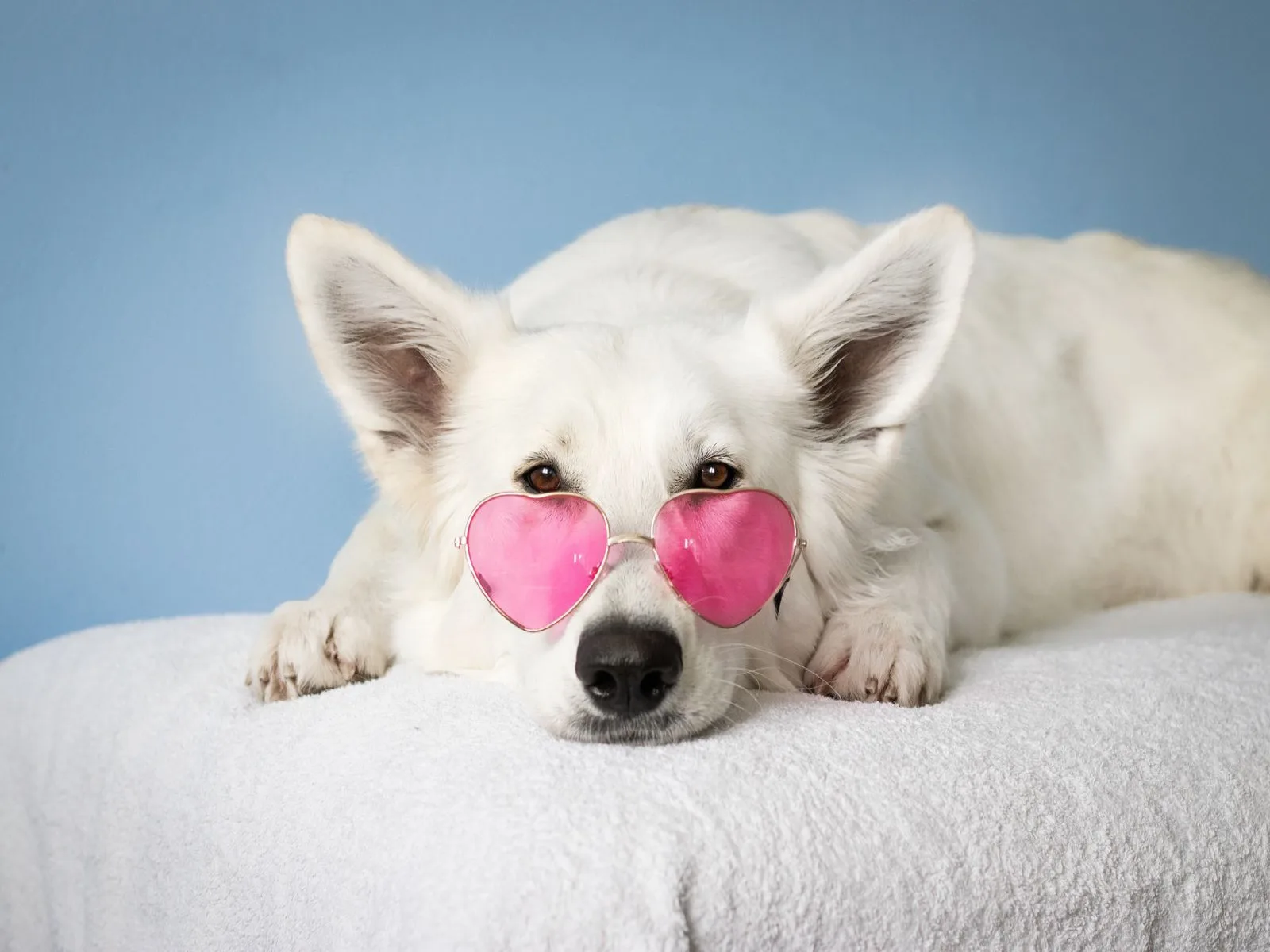 Dog companion representing pet families in Nagercoil