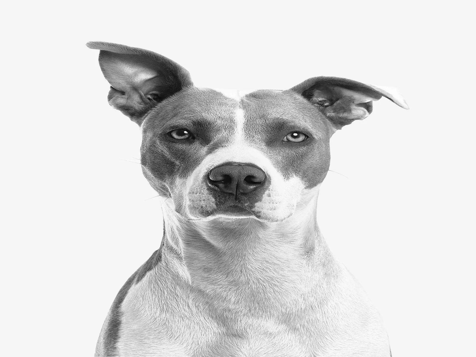 Dog companion representing pet families in Navi Mumbai