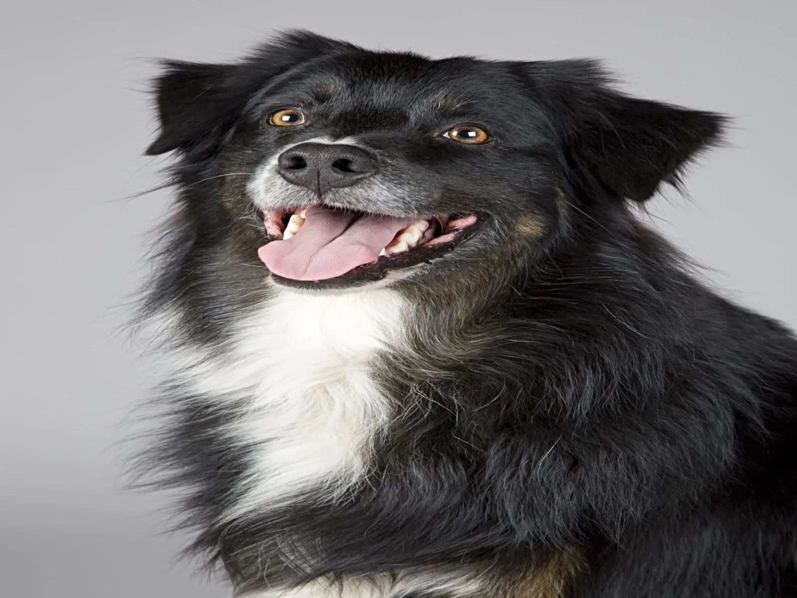 Dog companion representing pet families in Nizamabad
