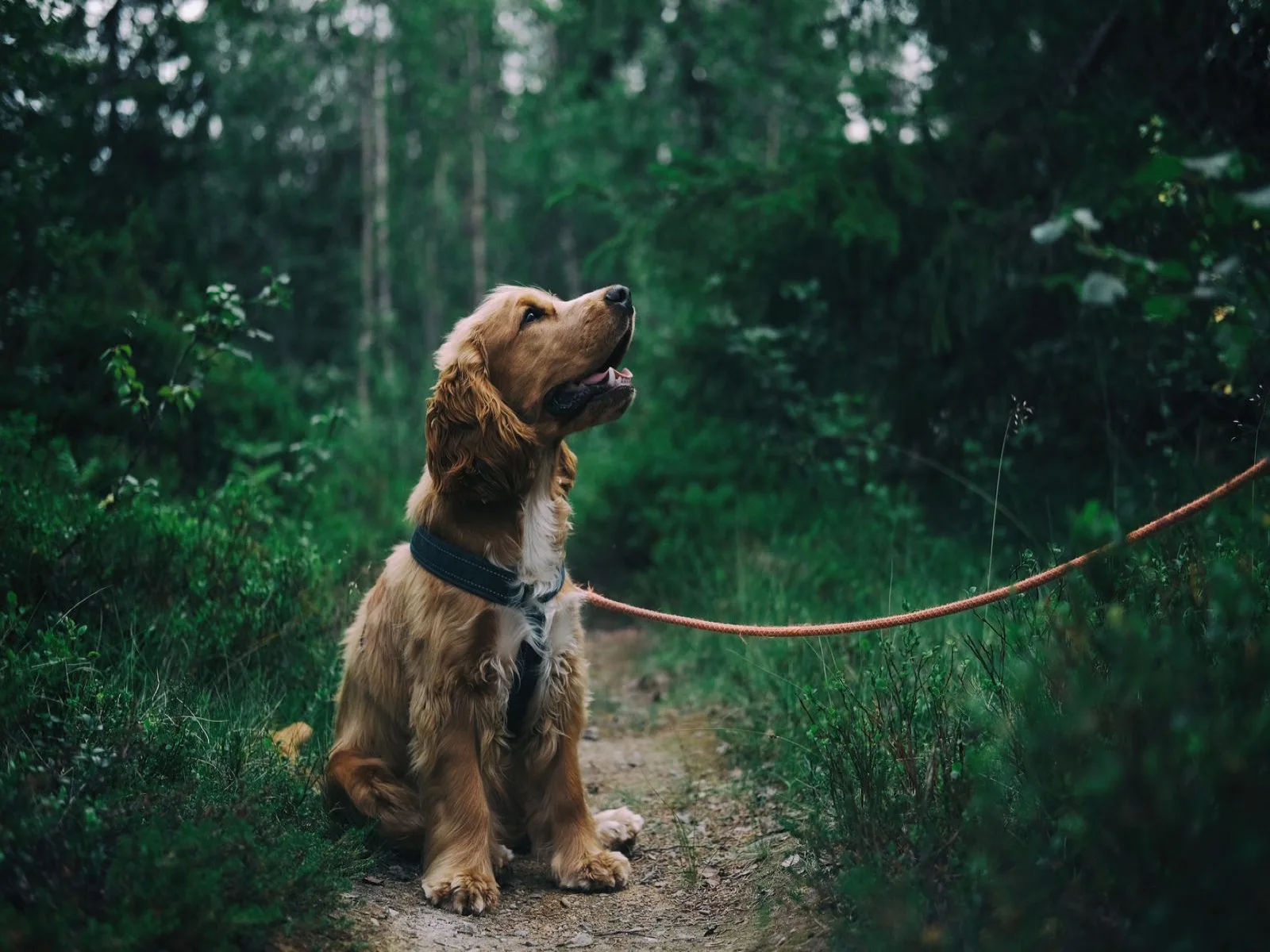 Dog companion representing pet families in Purnia