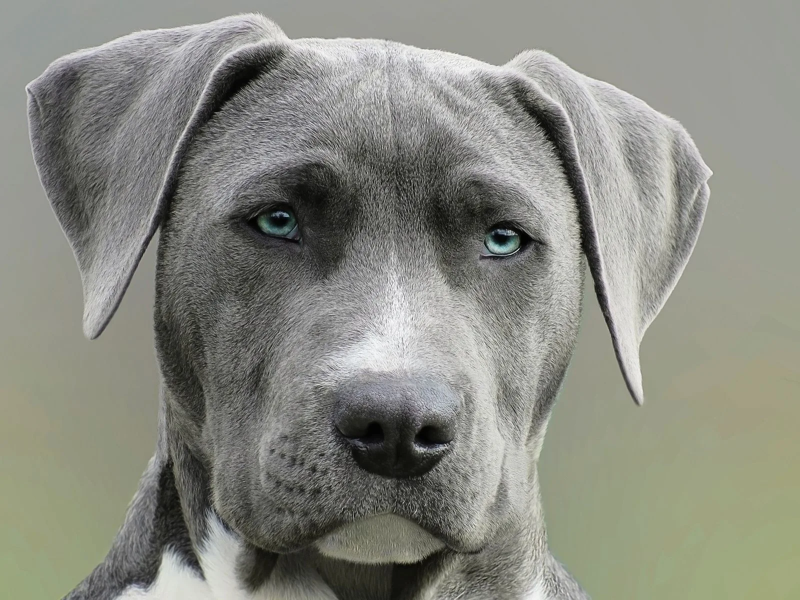 Dog companion representing pet families in Rewa