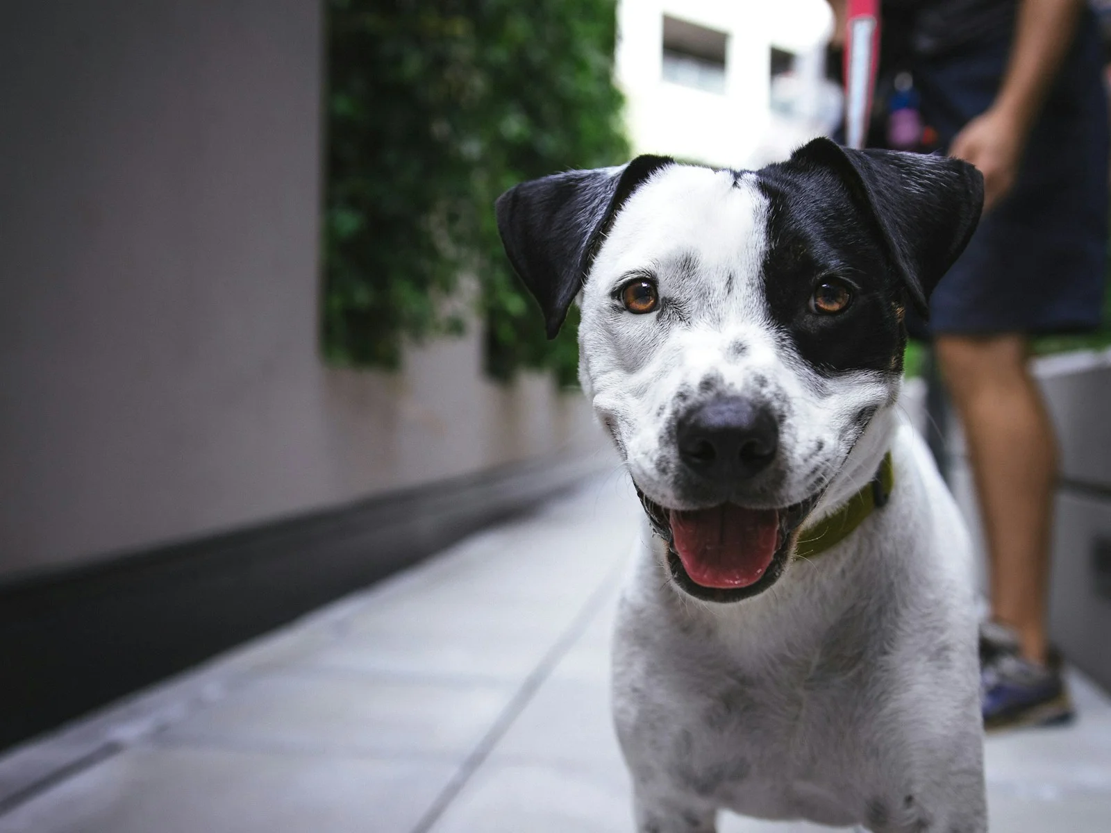 Dog companion representing pet families in Tinsukia
