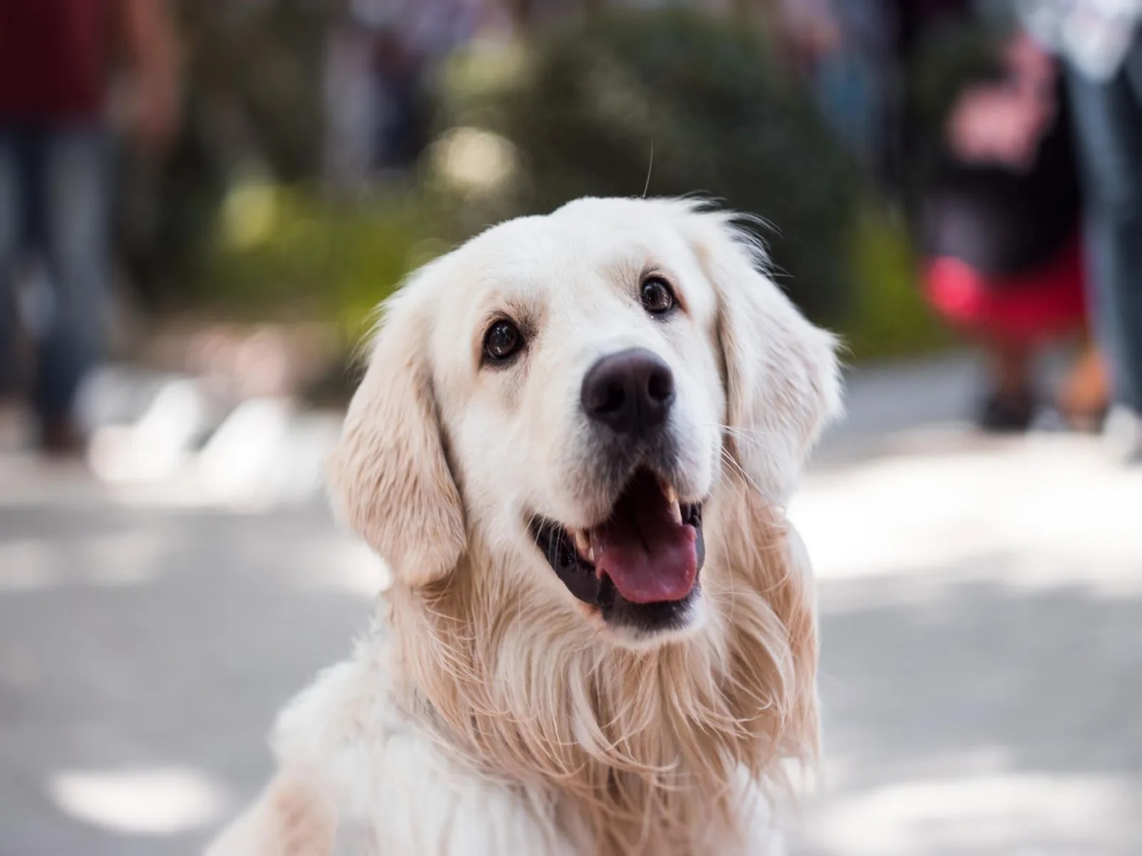 Dog companion representing pet families in Tiruchirappalli