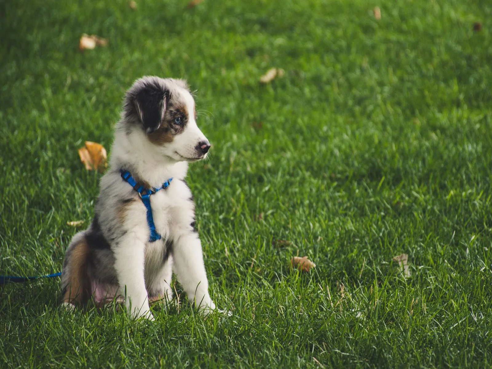 Dog companion representing pet families in Vadodara