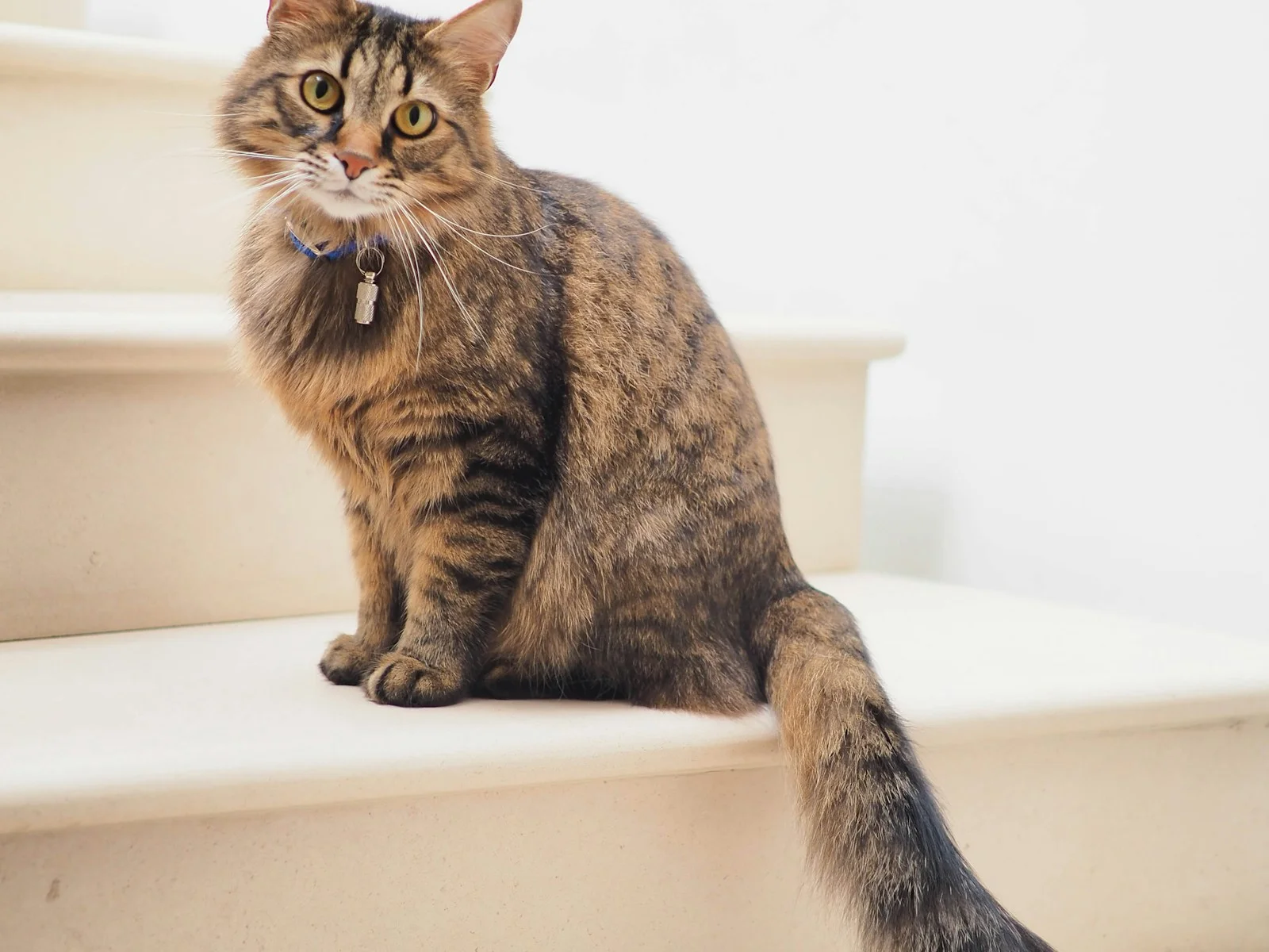 Indie cat companion