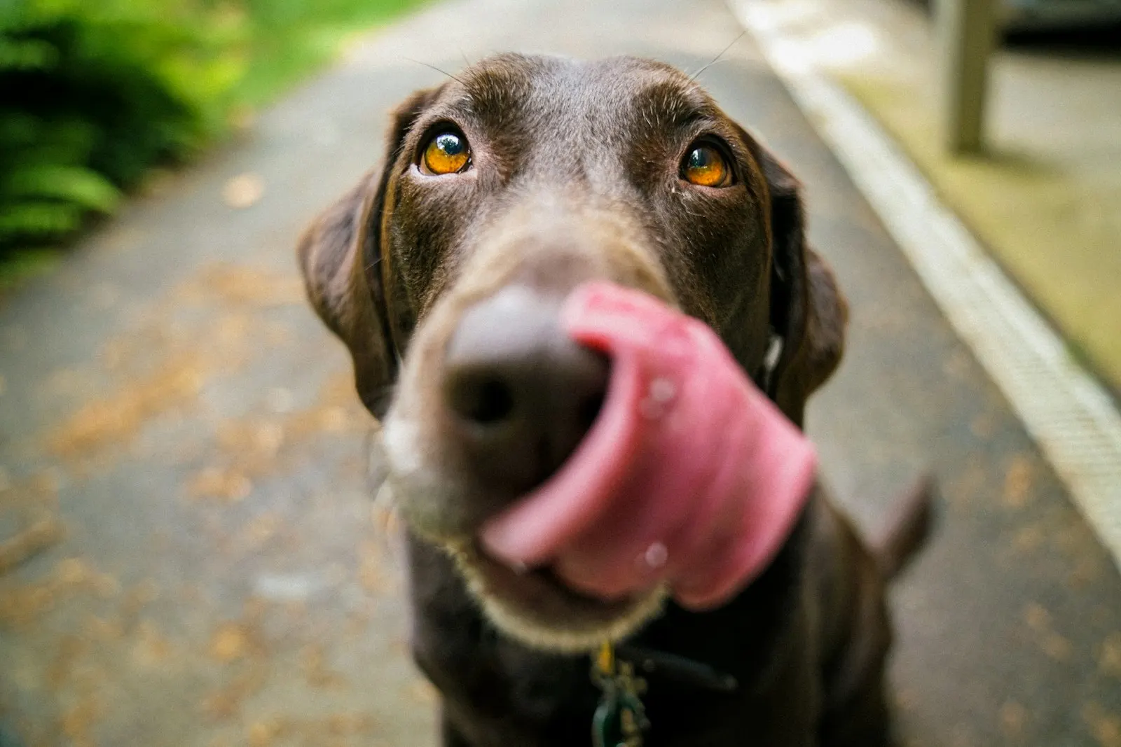 Short-coated brown dog wearing a blue collar