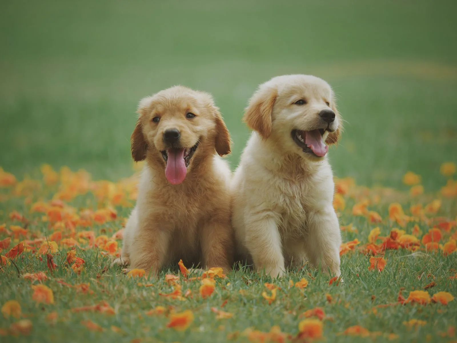 Dog companion representing pet families in Andhra Pradesh