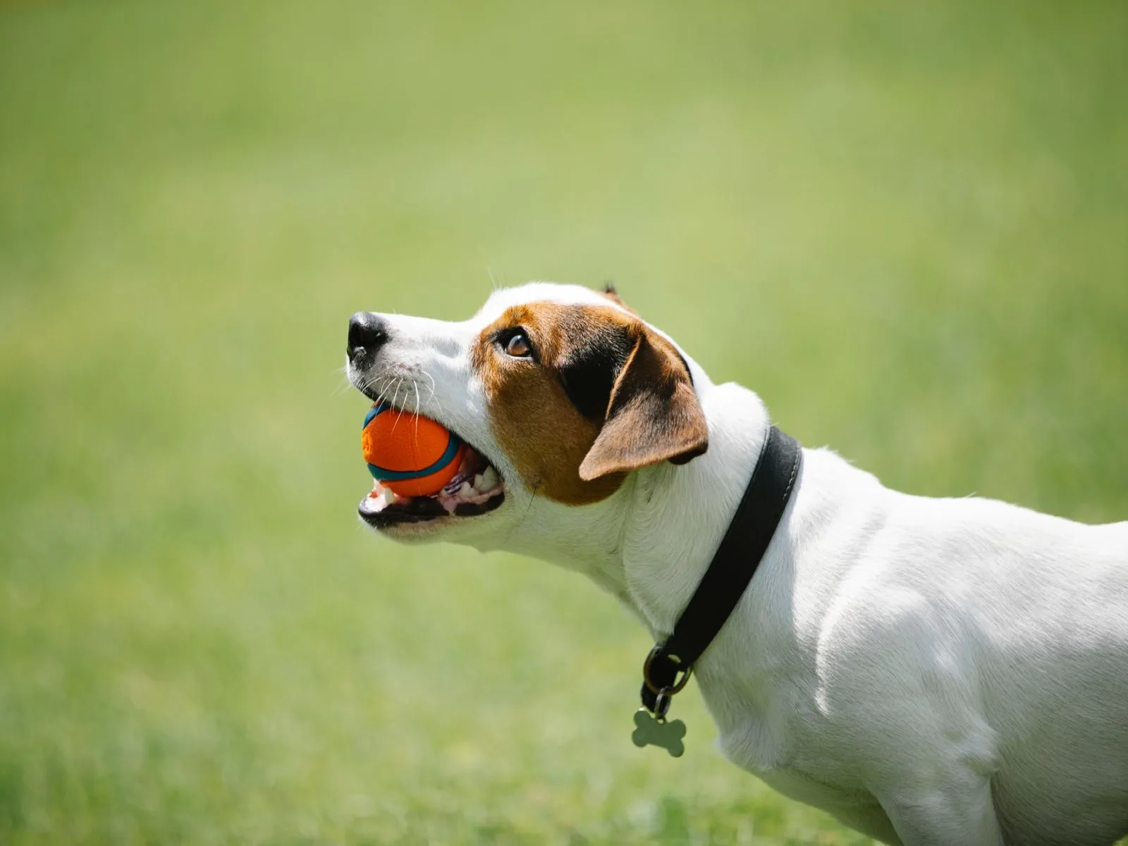 Dog companion representing pet families in Chhattisgarh