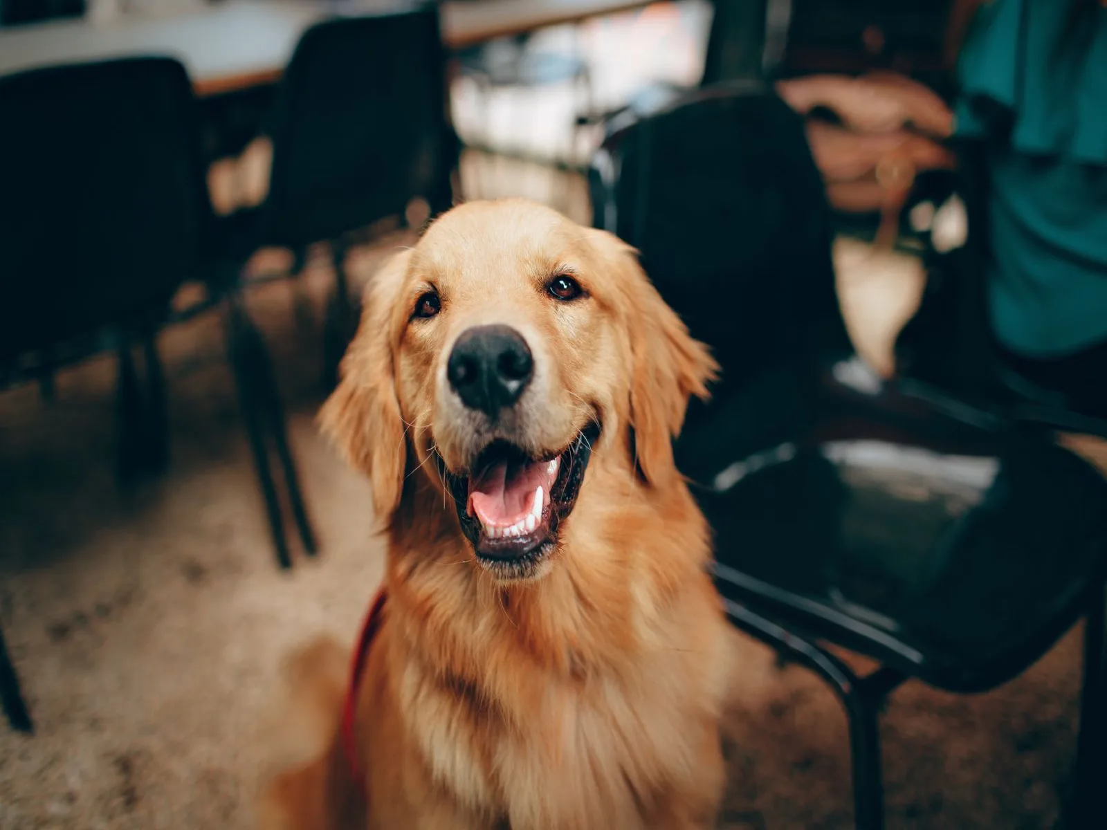 Dog companion representing pet families in Kerala