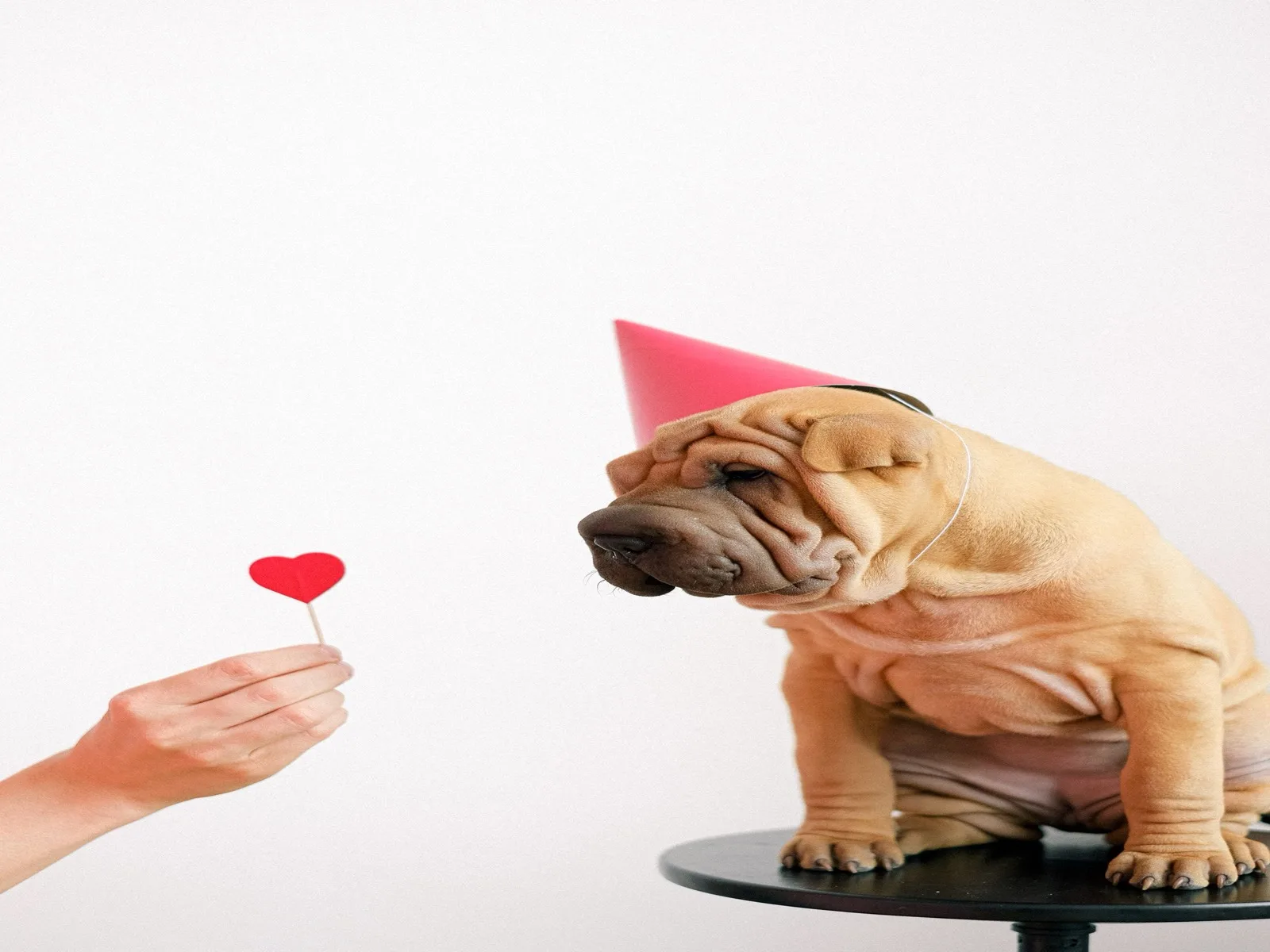 Dog illustrating puppy waiting periods india planning